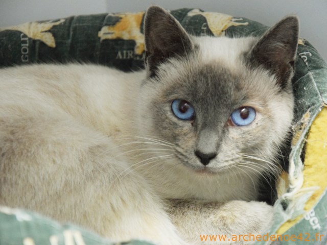 Maurine
