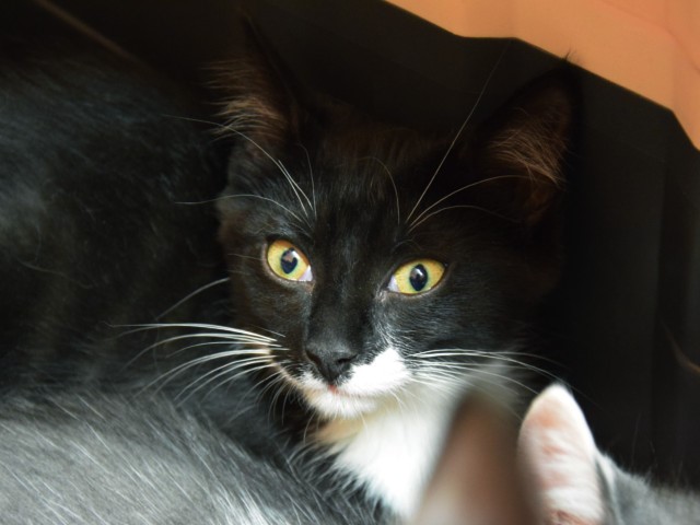 Blacky