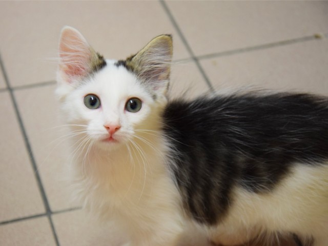 Nala