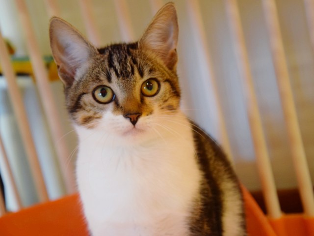 Nellie