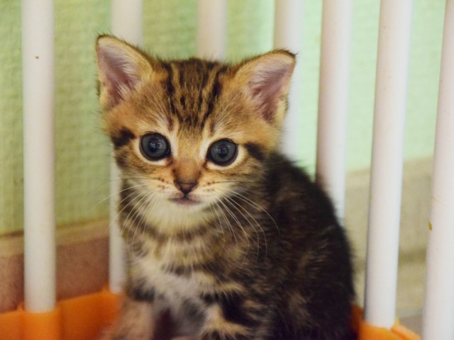 Nima