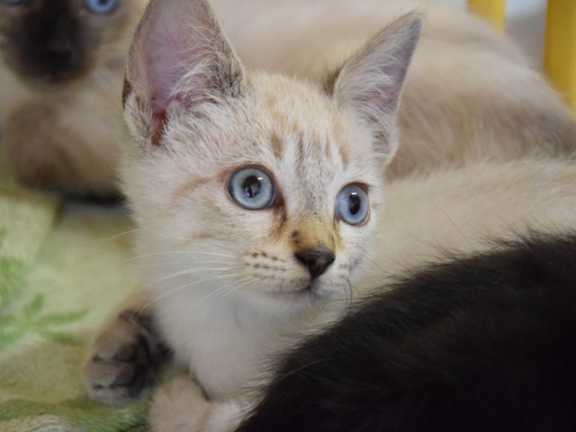 Noella