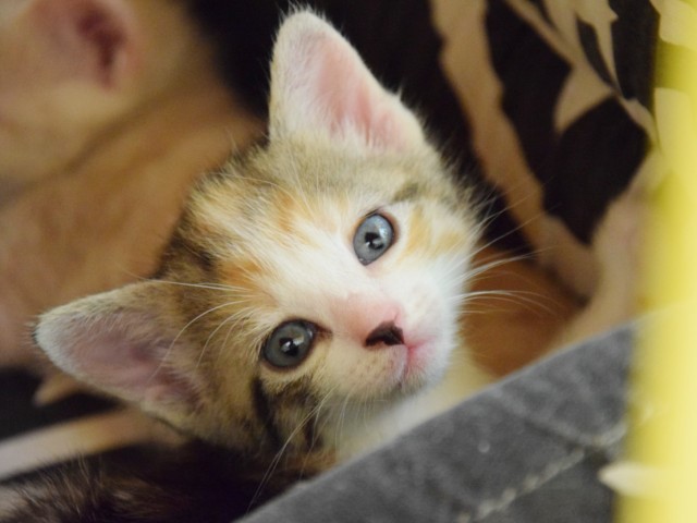Nova