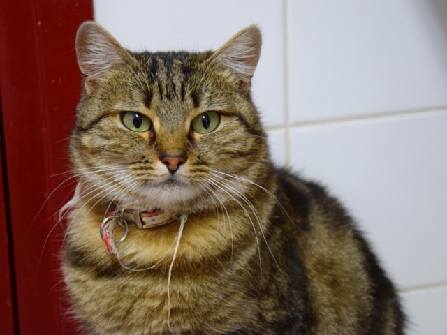 Marilie