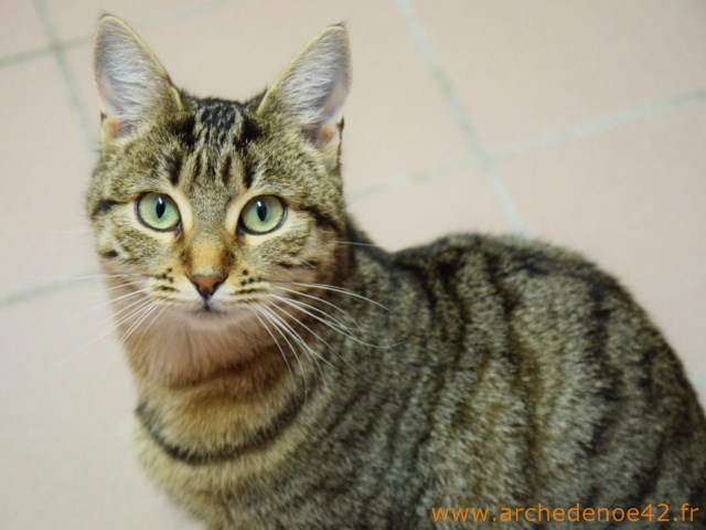 Mirette