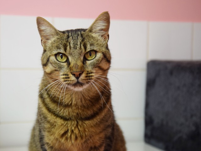 Nalla