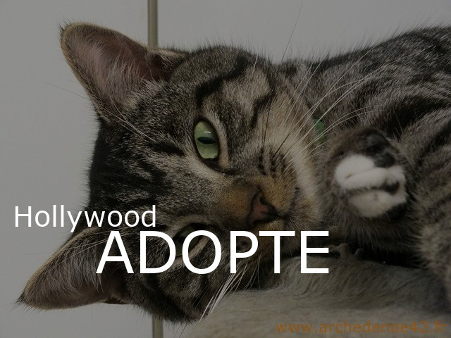 Photo de Hollywood