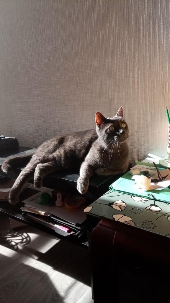 Chat perdu