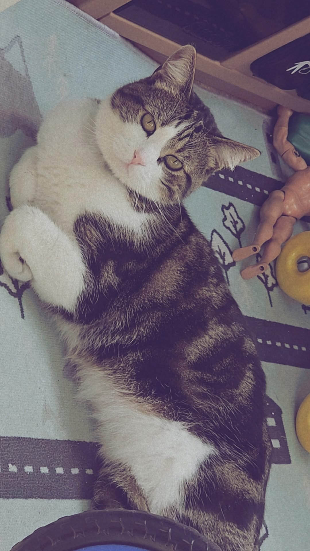 Chat perdu