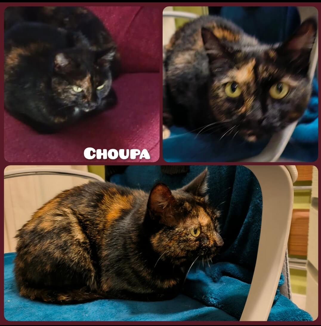 Chat perdu