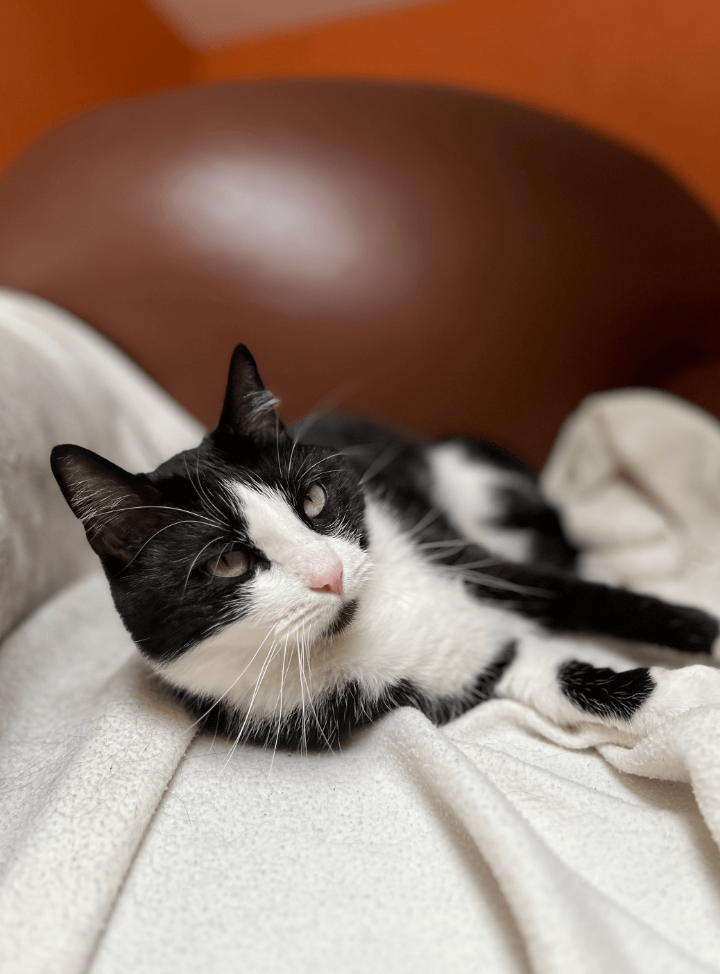 Chat perdu