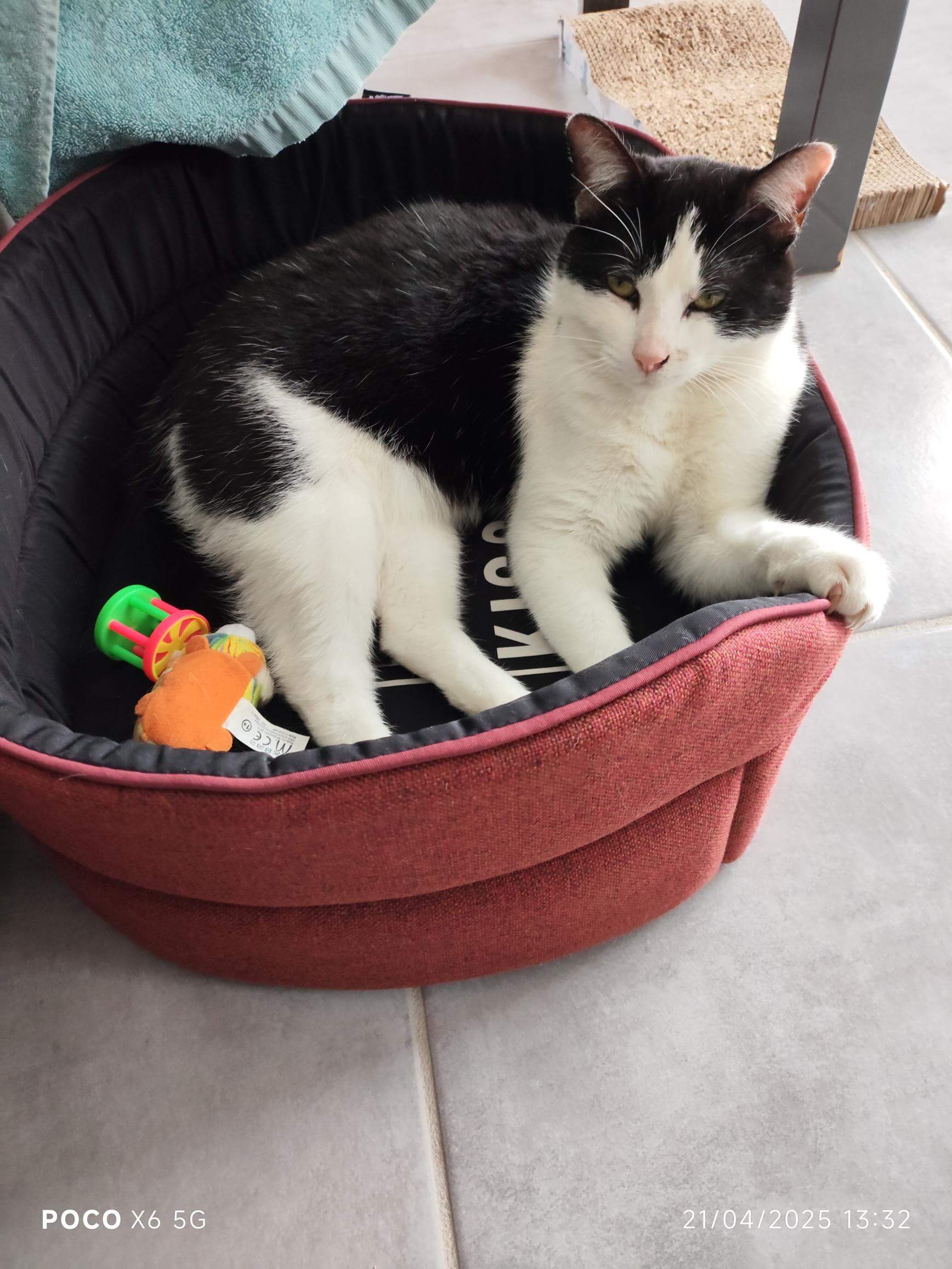 Chat perdu