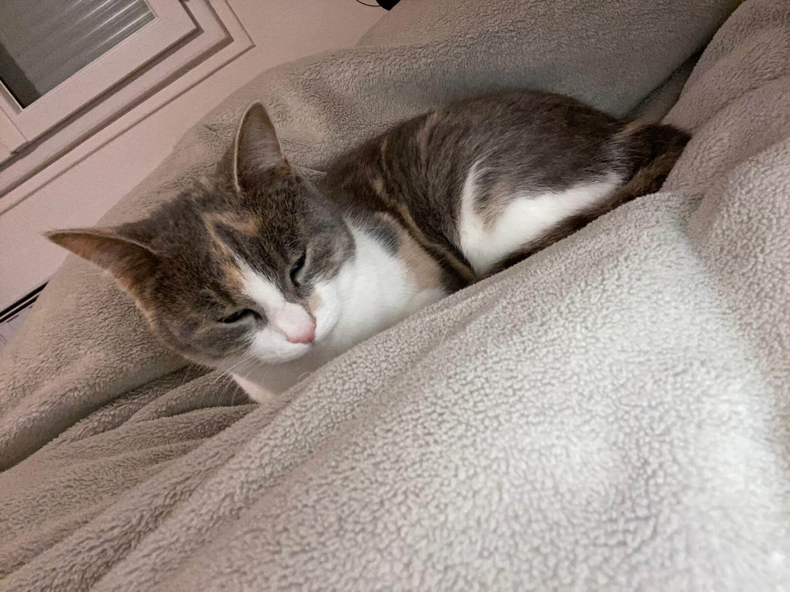 Chat perdu