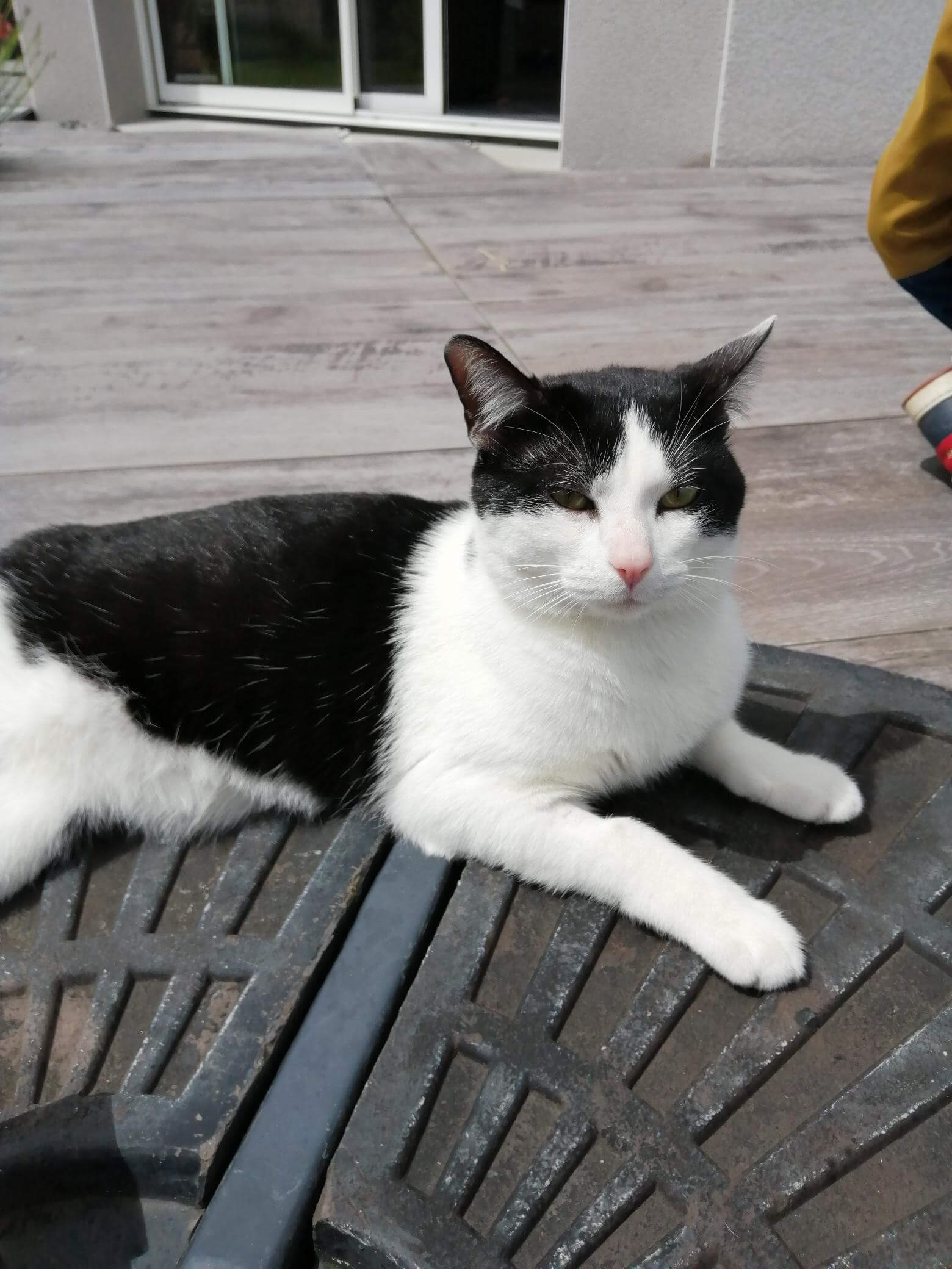 Chat perdu