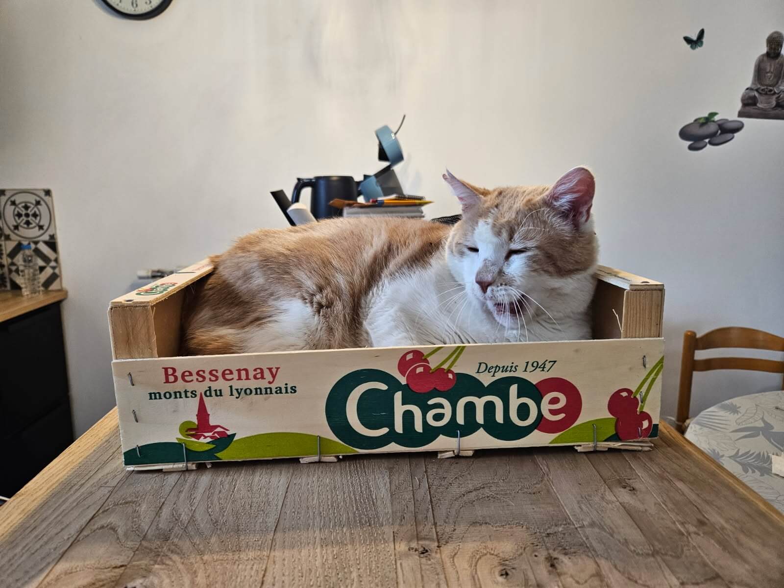 Chat perdu