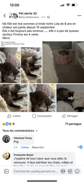Chat perdu