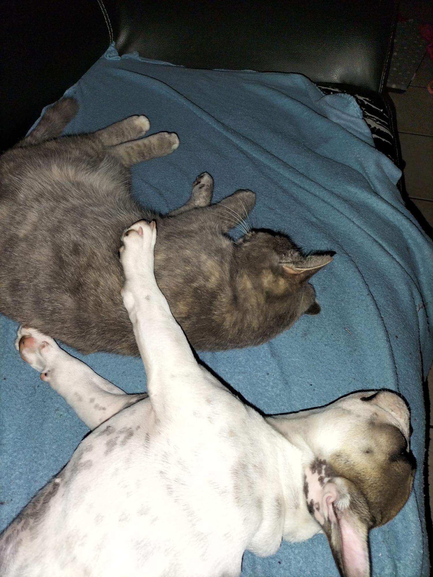 Chat perdu