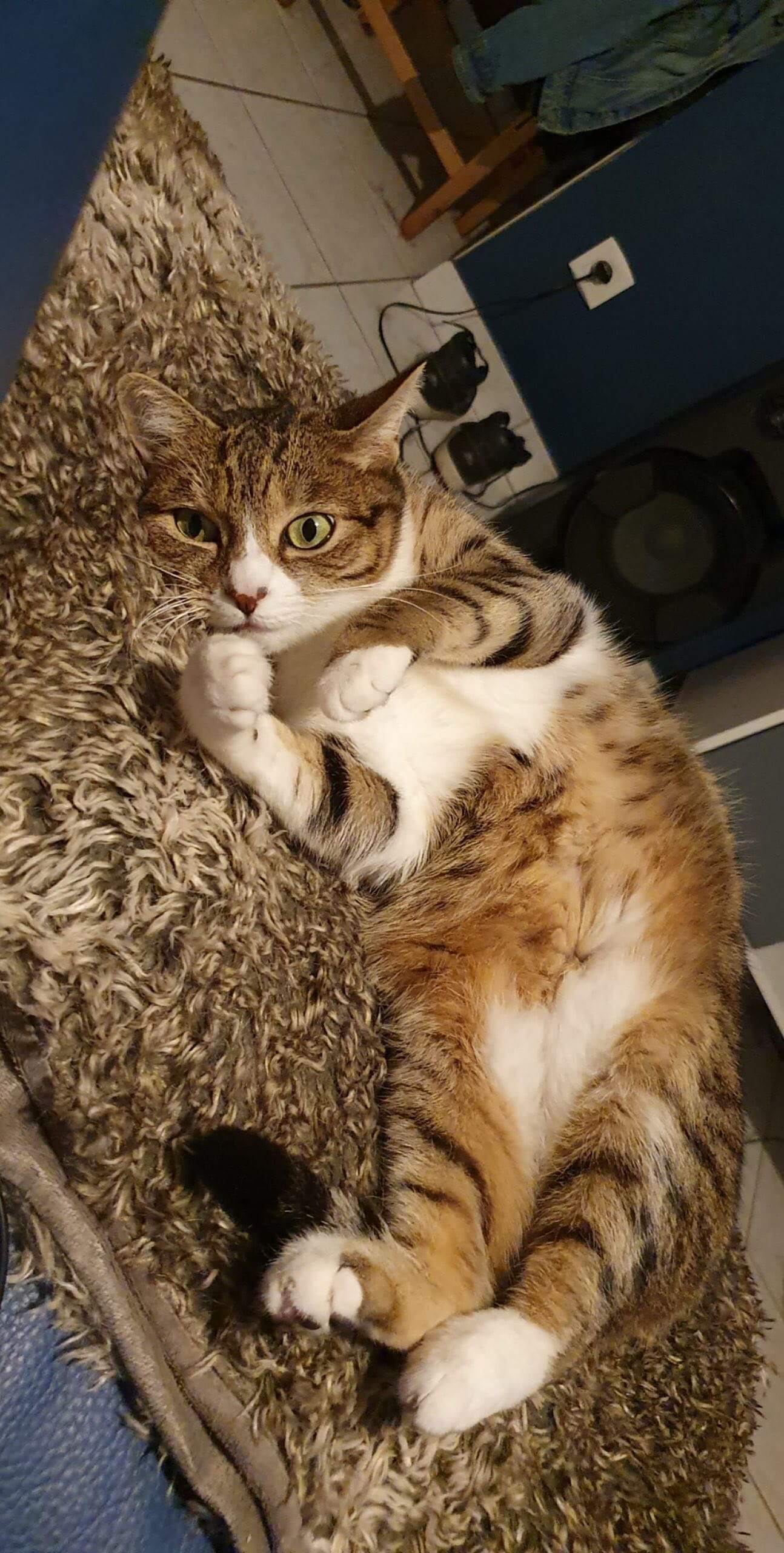 Chat perdu