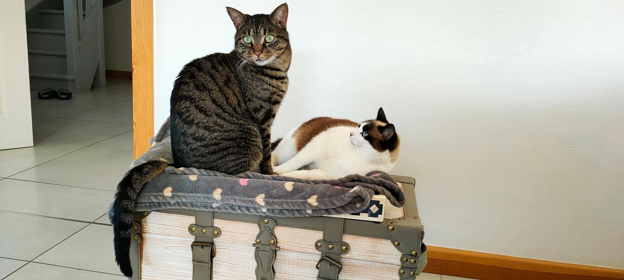Chat perdu
