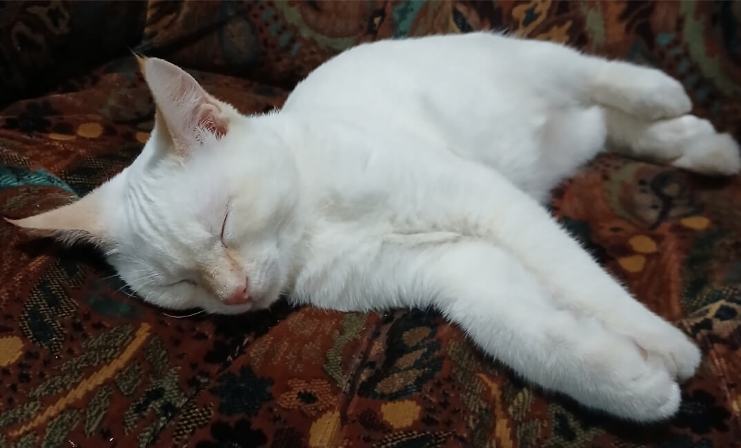 Chat perdu