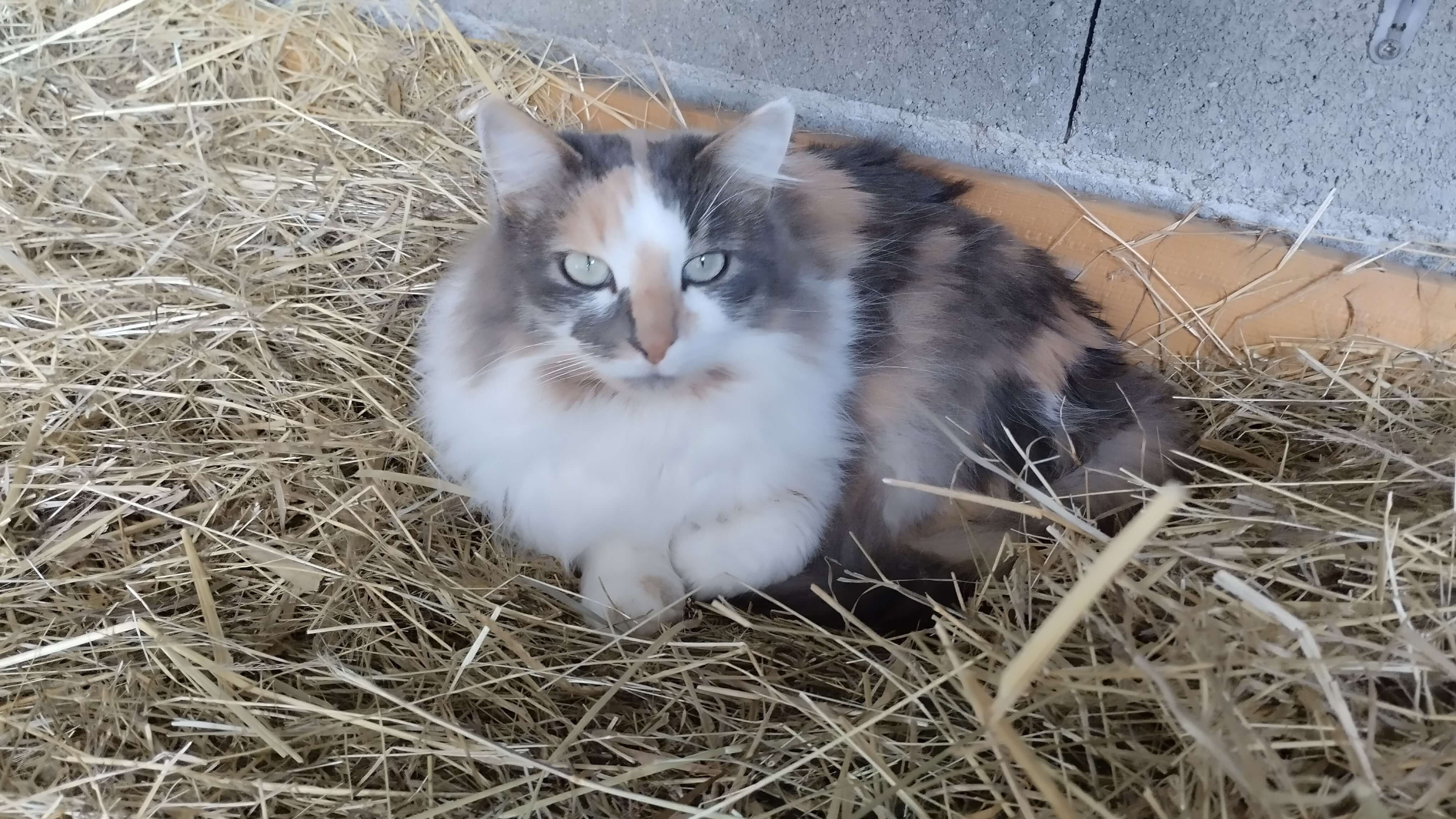 Chat perdu