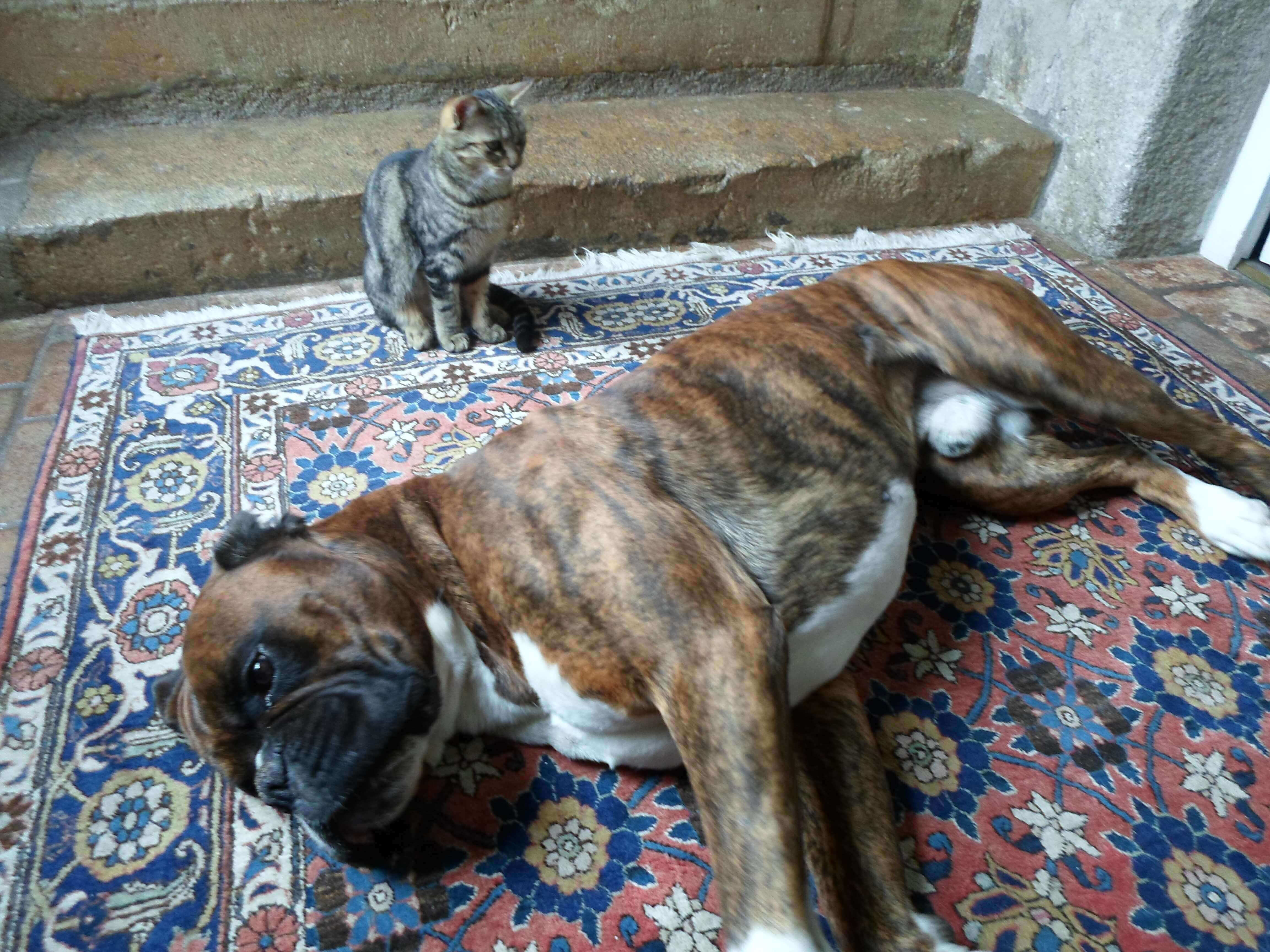 Chat perdu