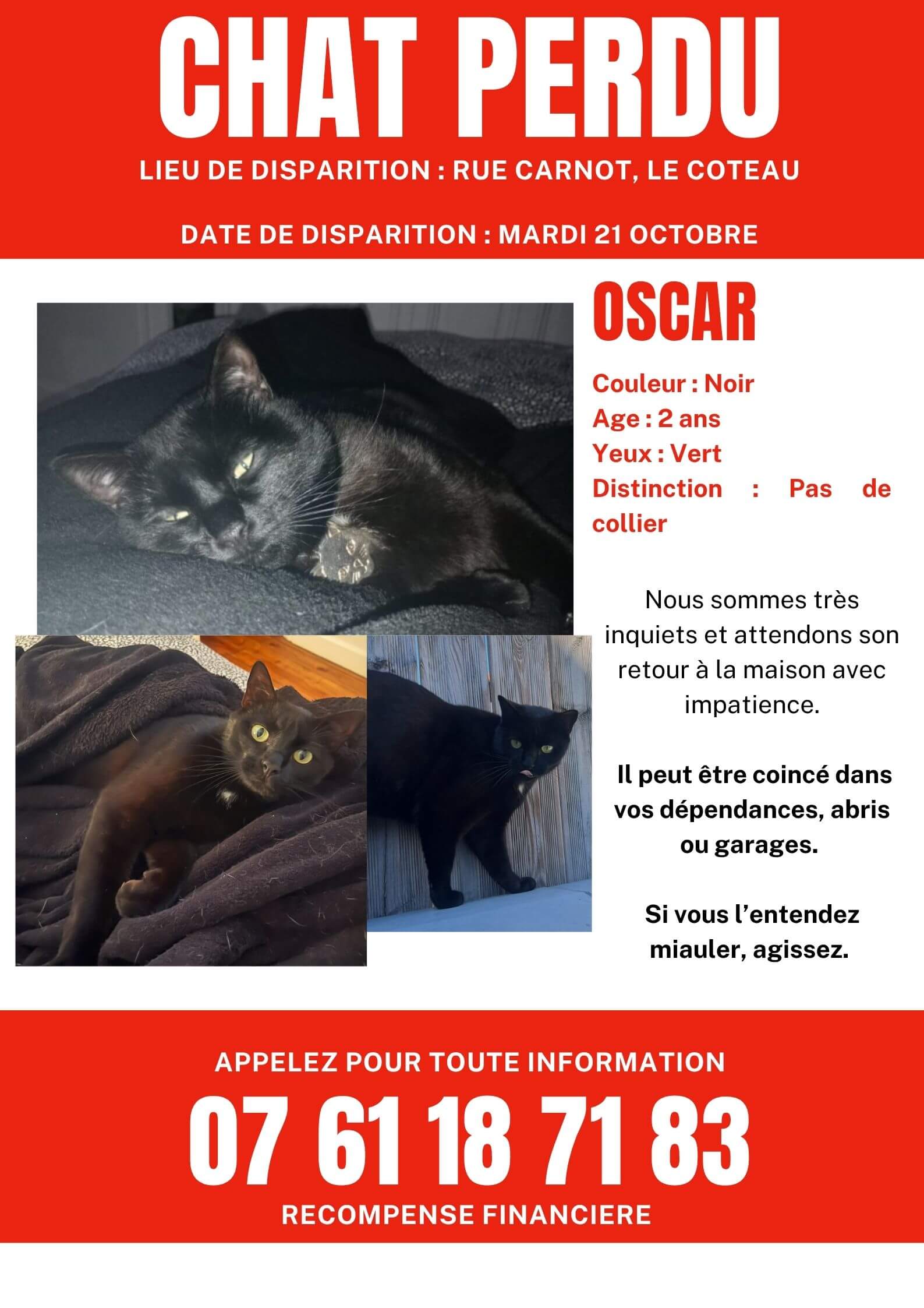 Chat perdu
