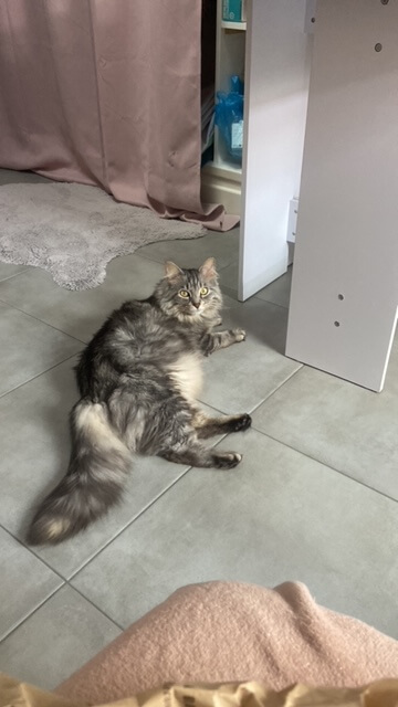 Chat perdu