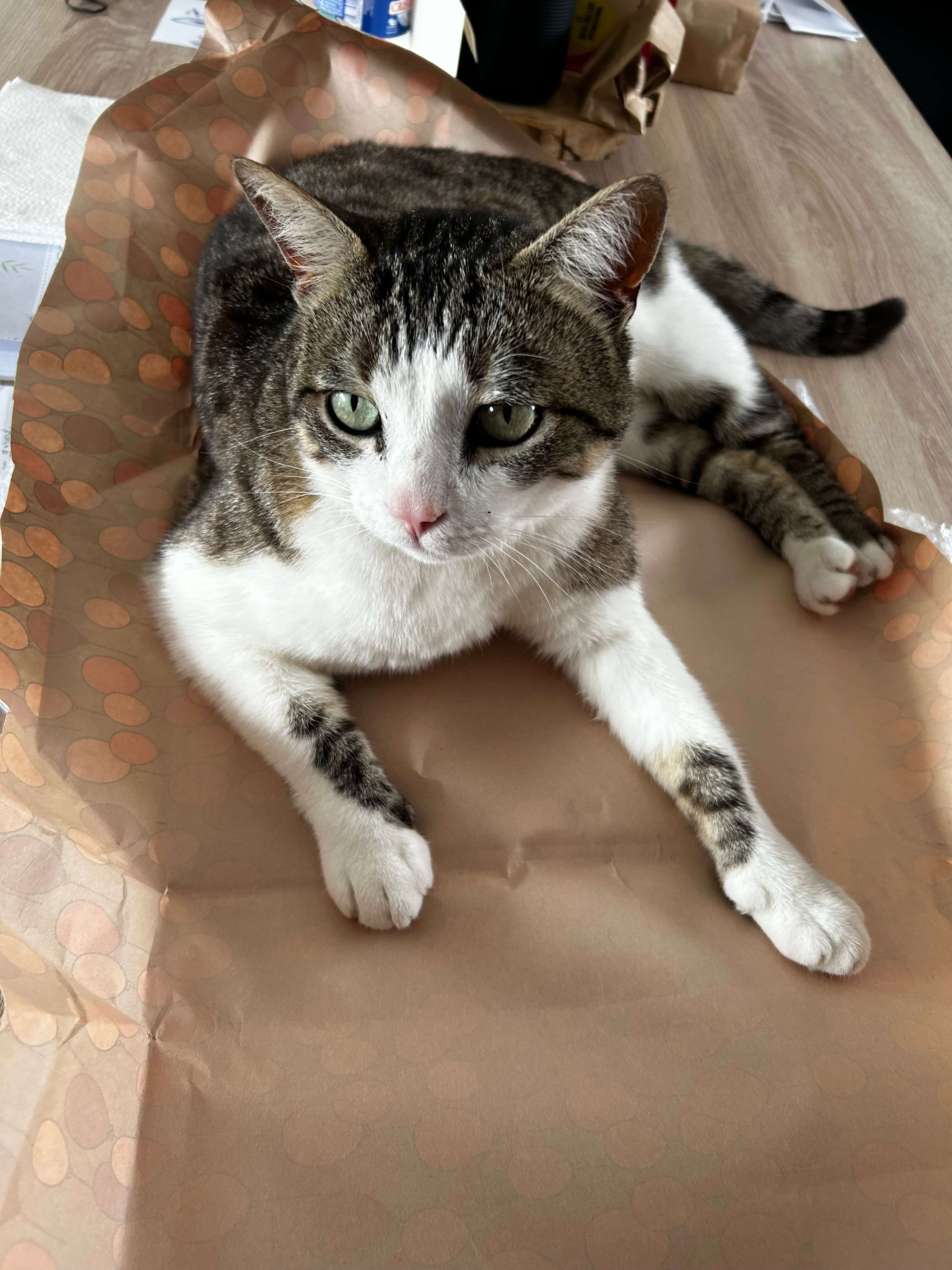 Chat perdu