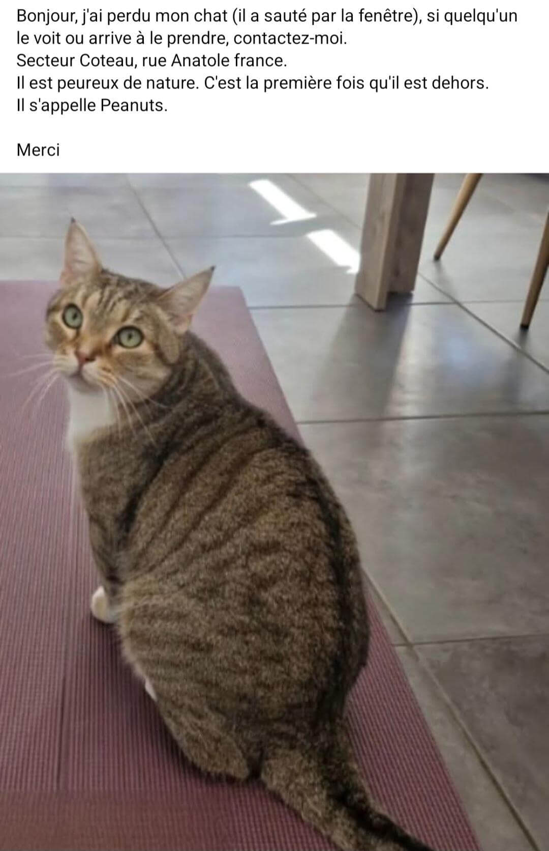Chat perdu