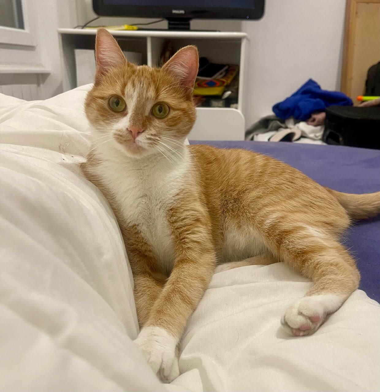 Chat perdu