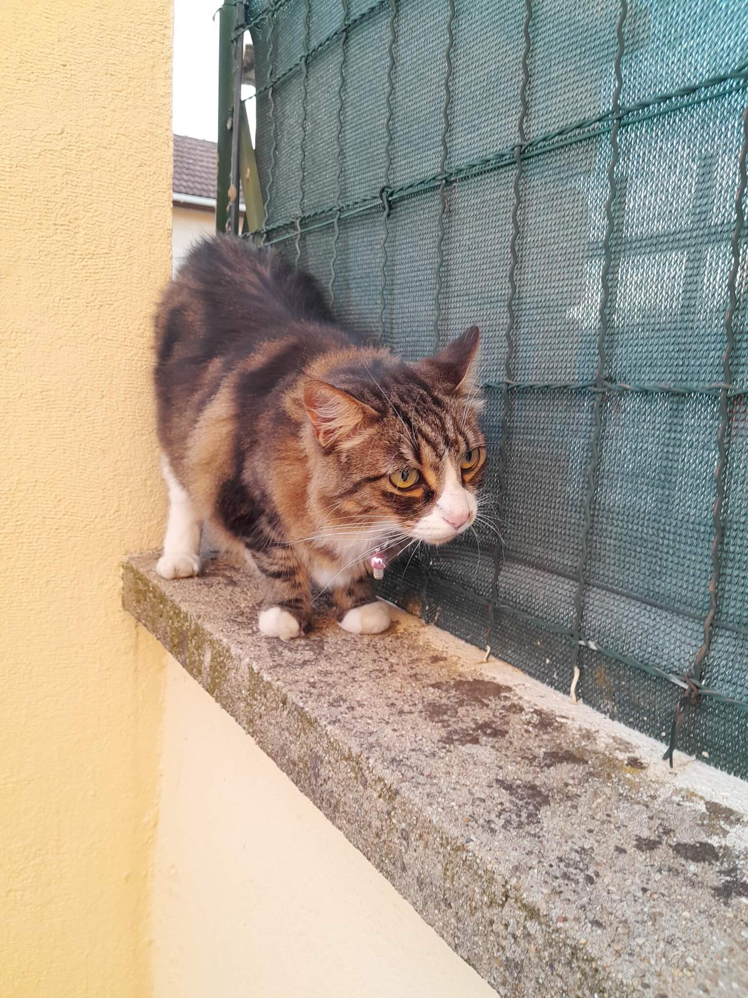 Chat perdu