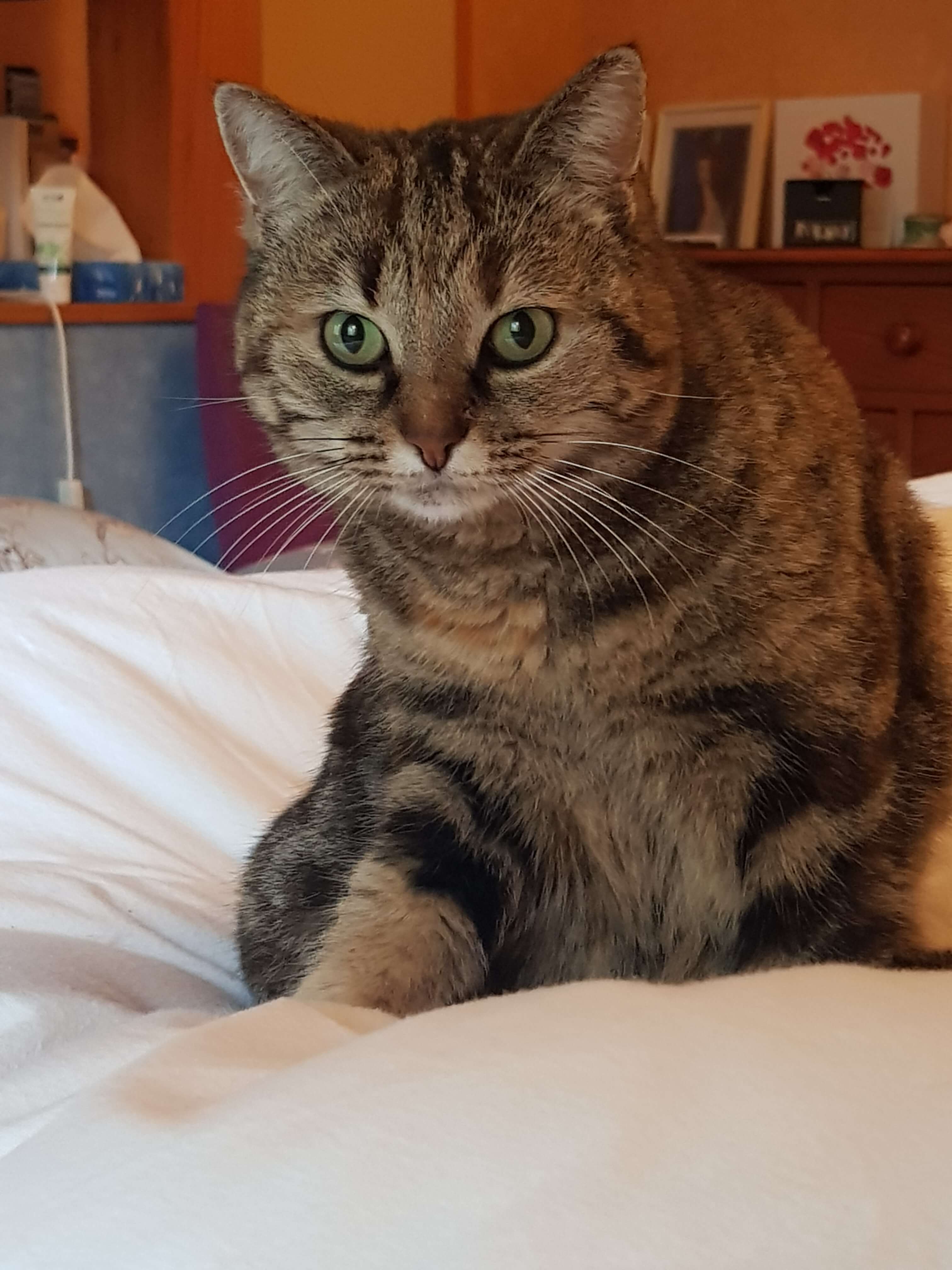Chat perdu