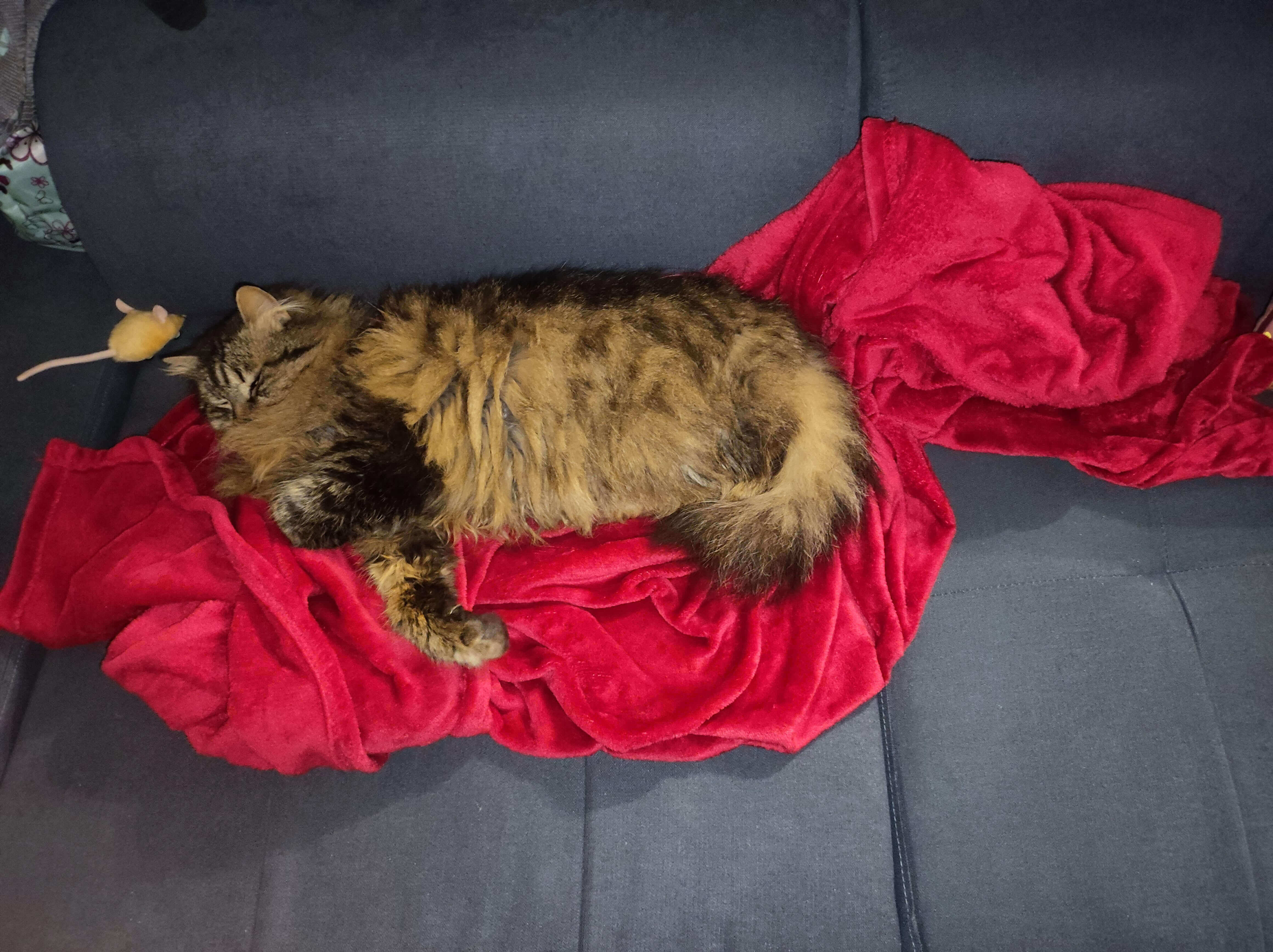 Chat perdu