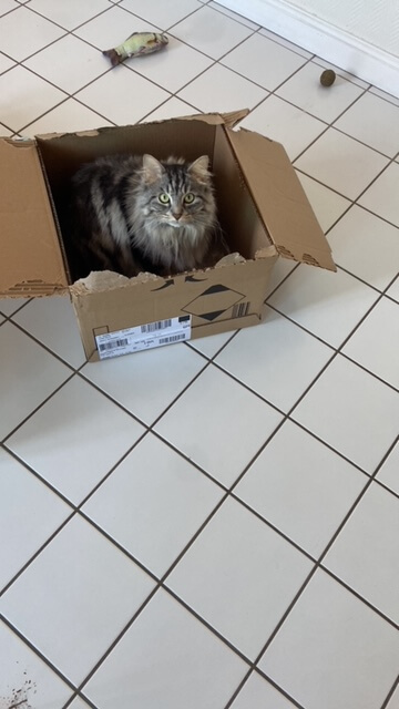 Chat perdu