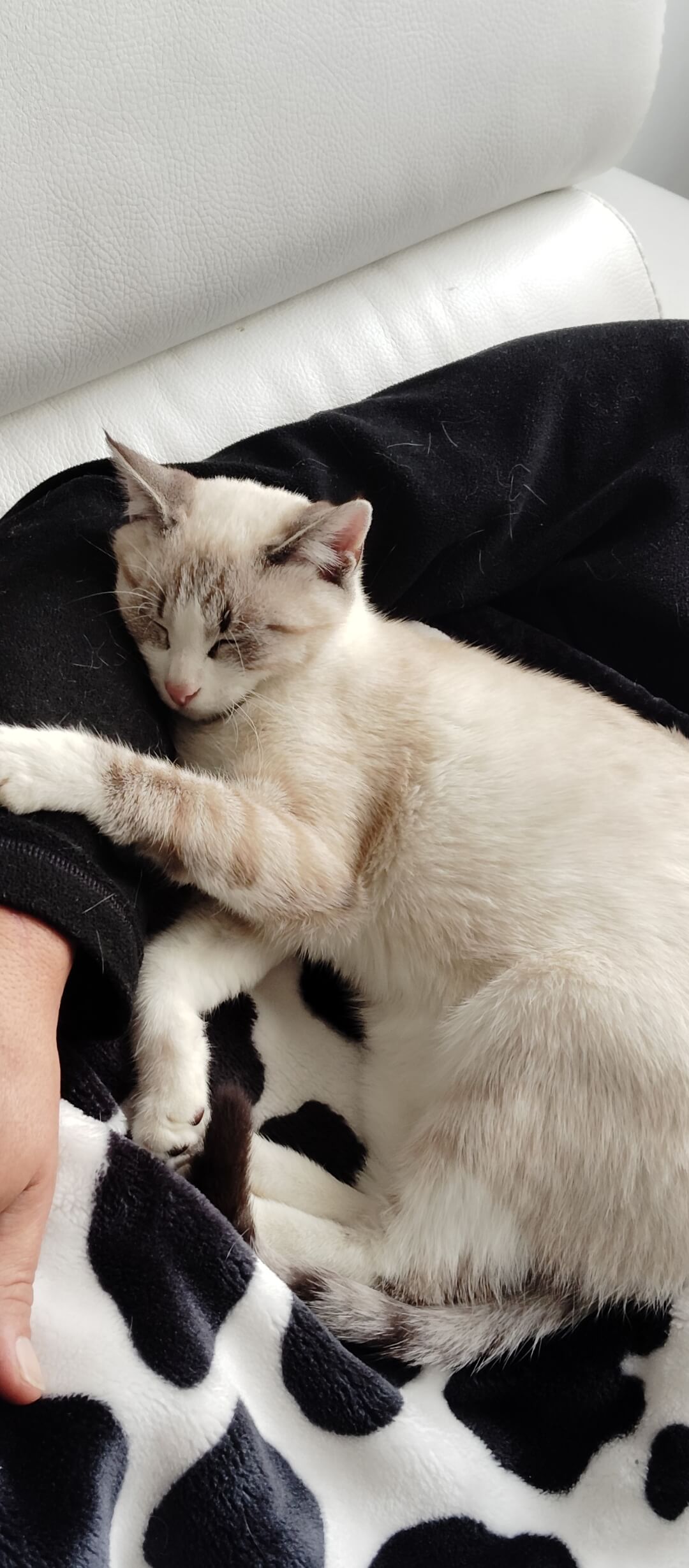 Chat perdu
