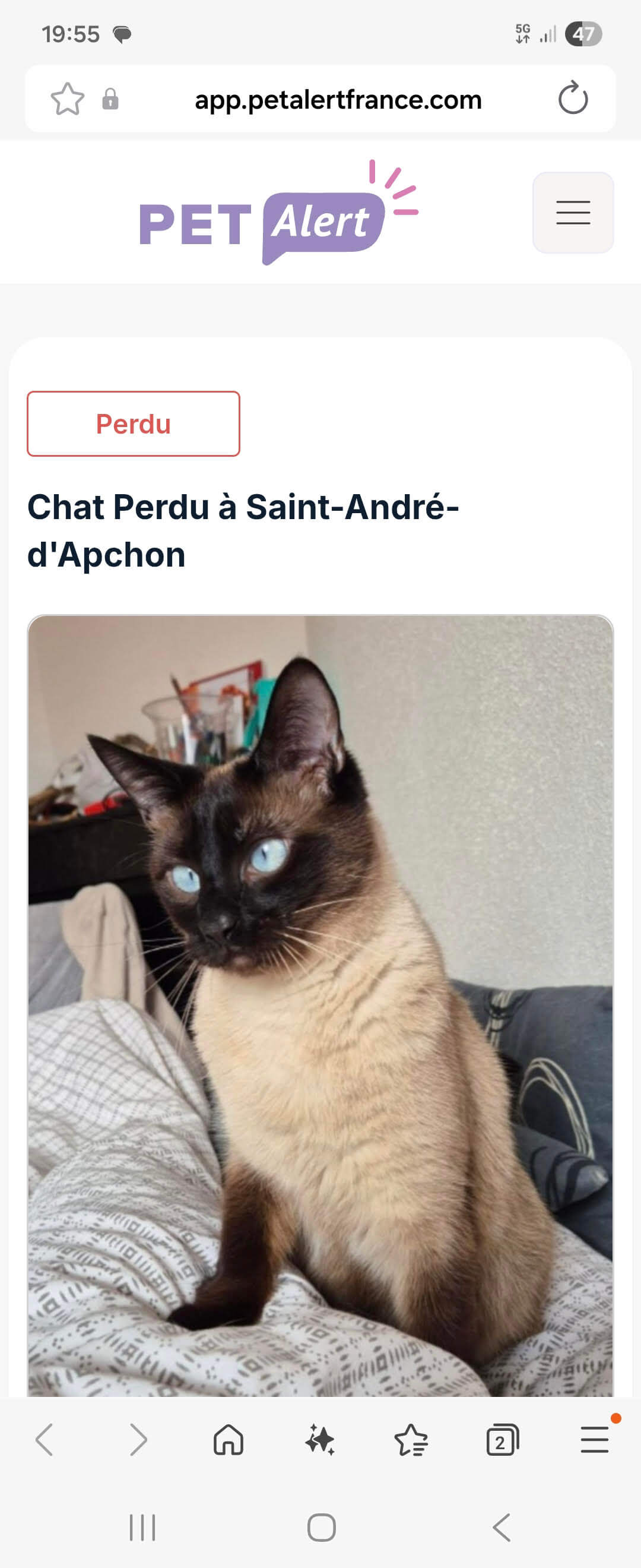 Chat perdu