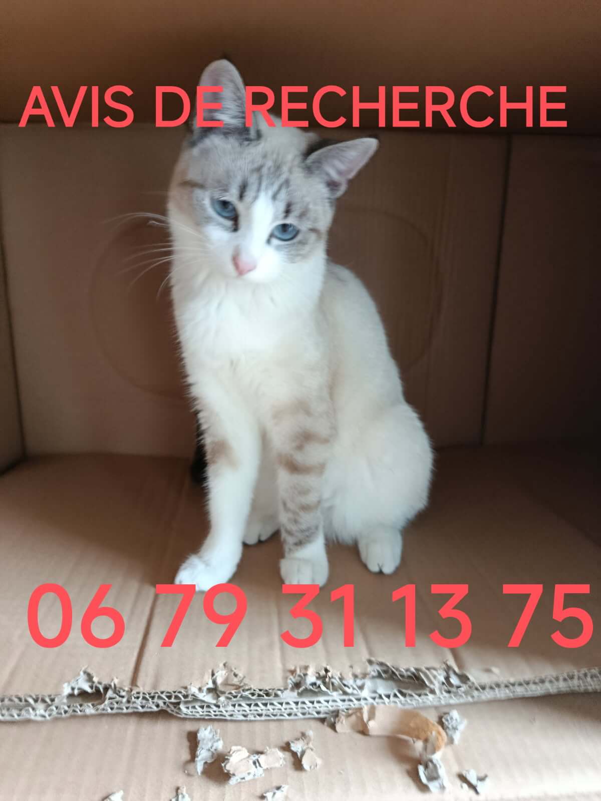 Chat perdu
