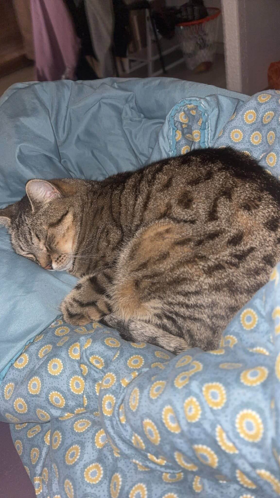 Chat perdu