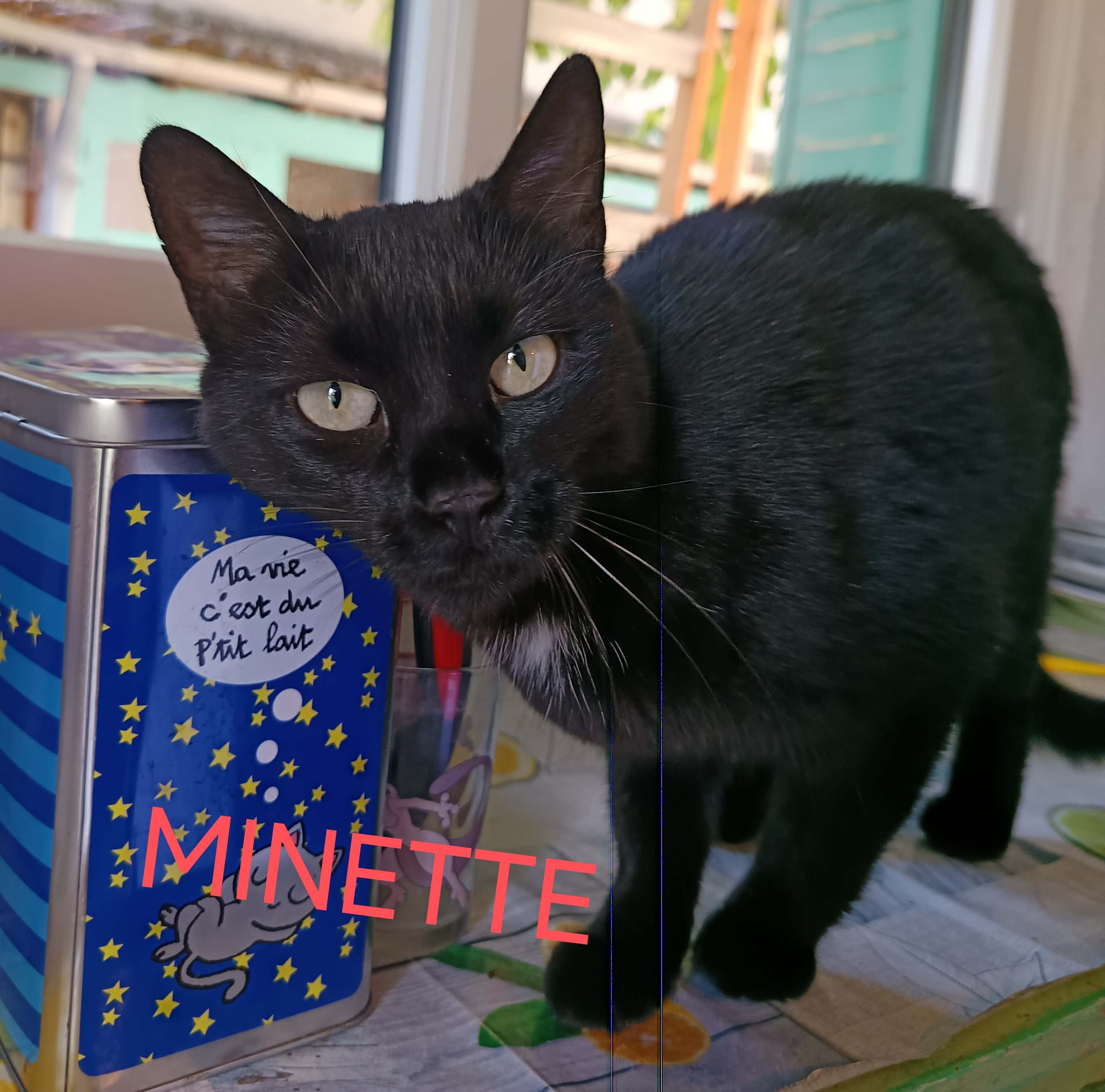 Chat perdu