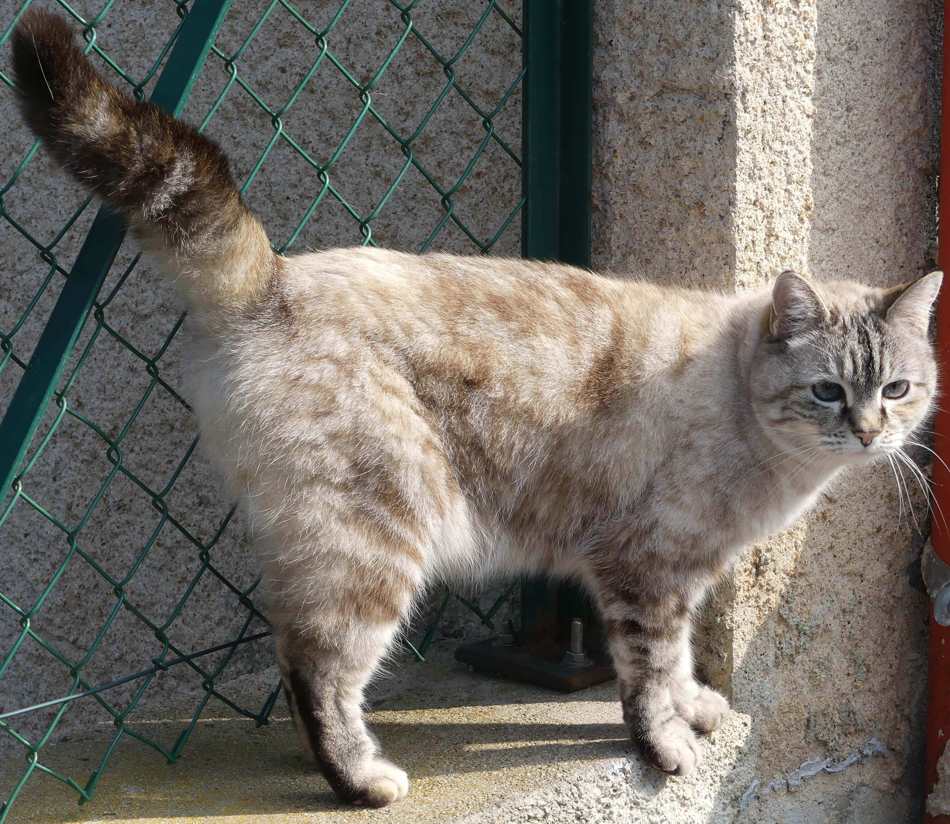 Chat perdu
