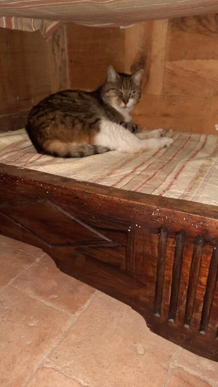 Chat perdu