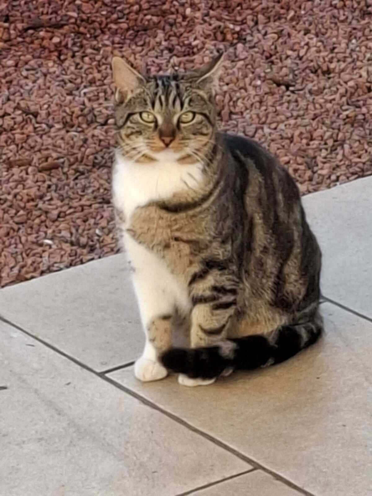 Chat perdu