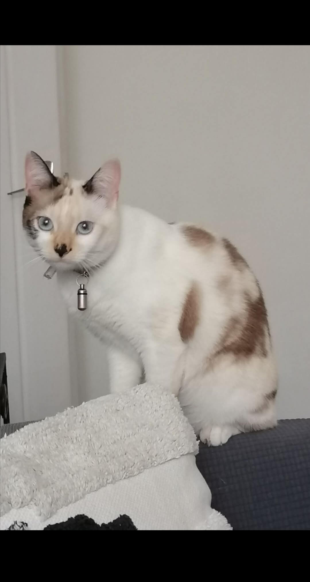 Chat perdu