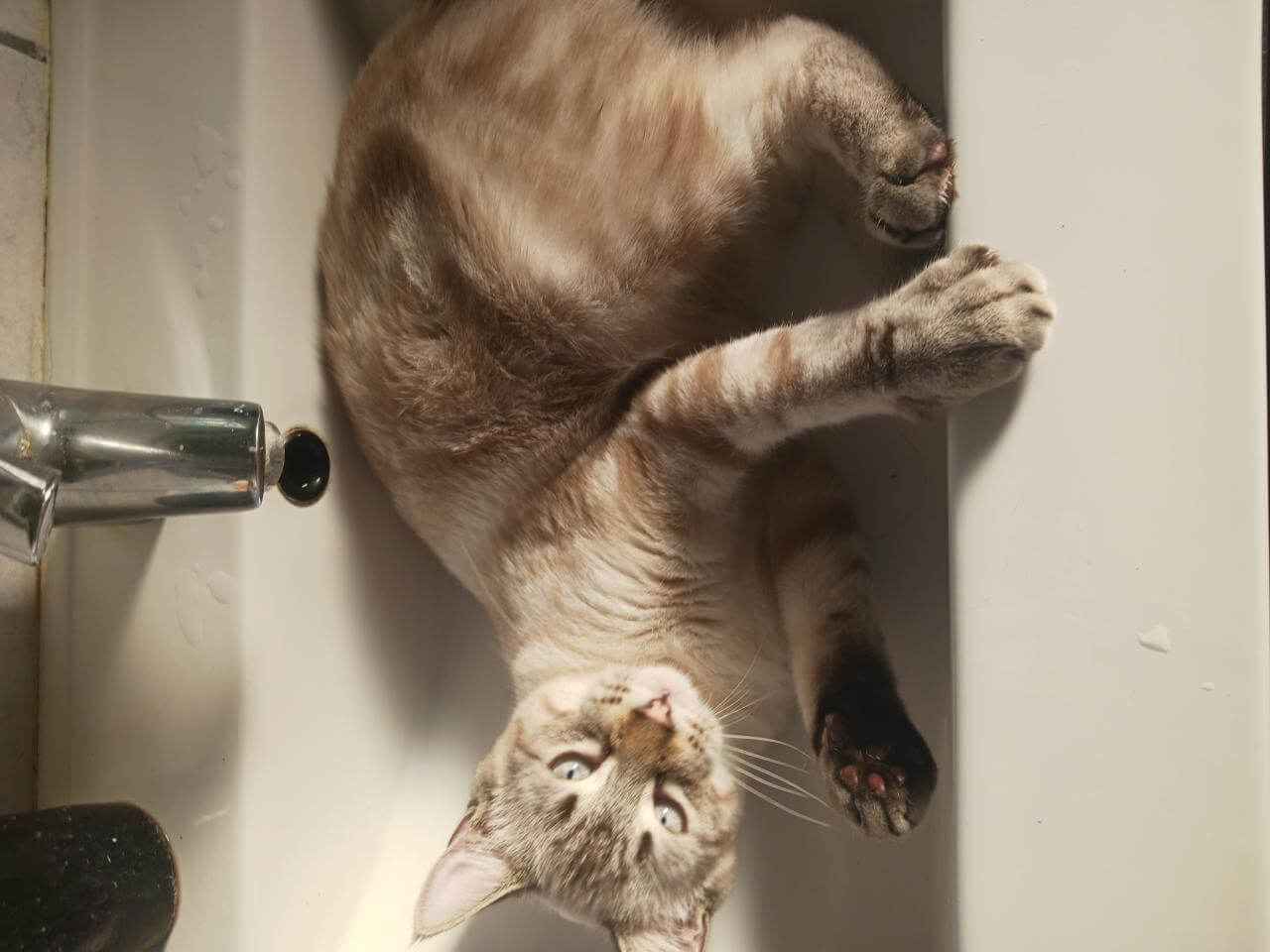 Chat perdu