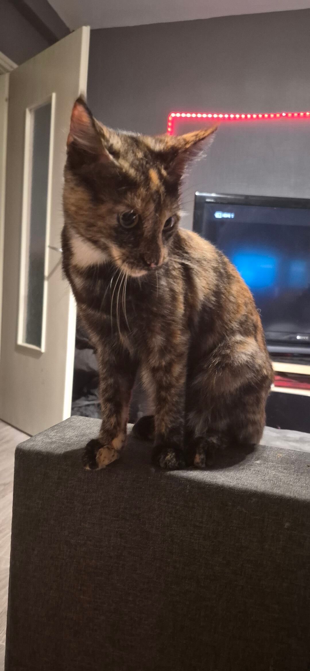 Chat perdu