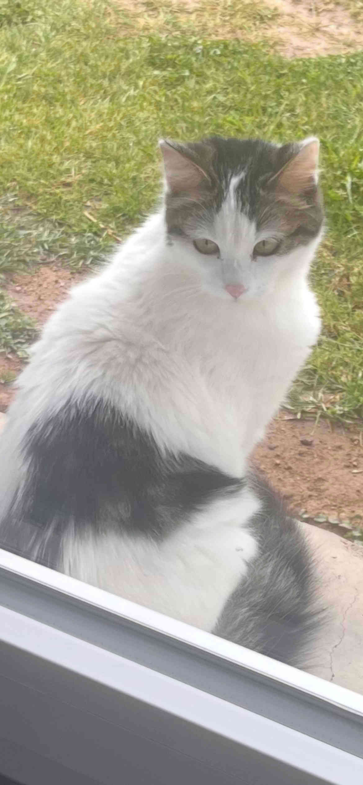 Chat perdu