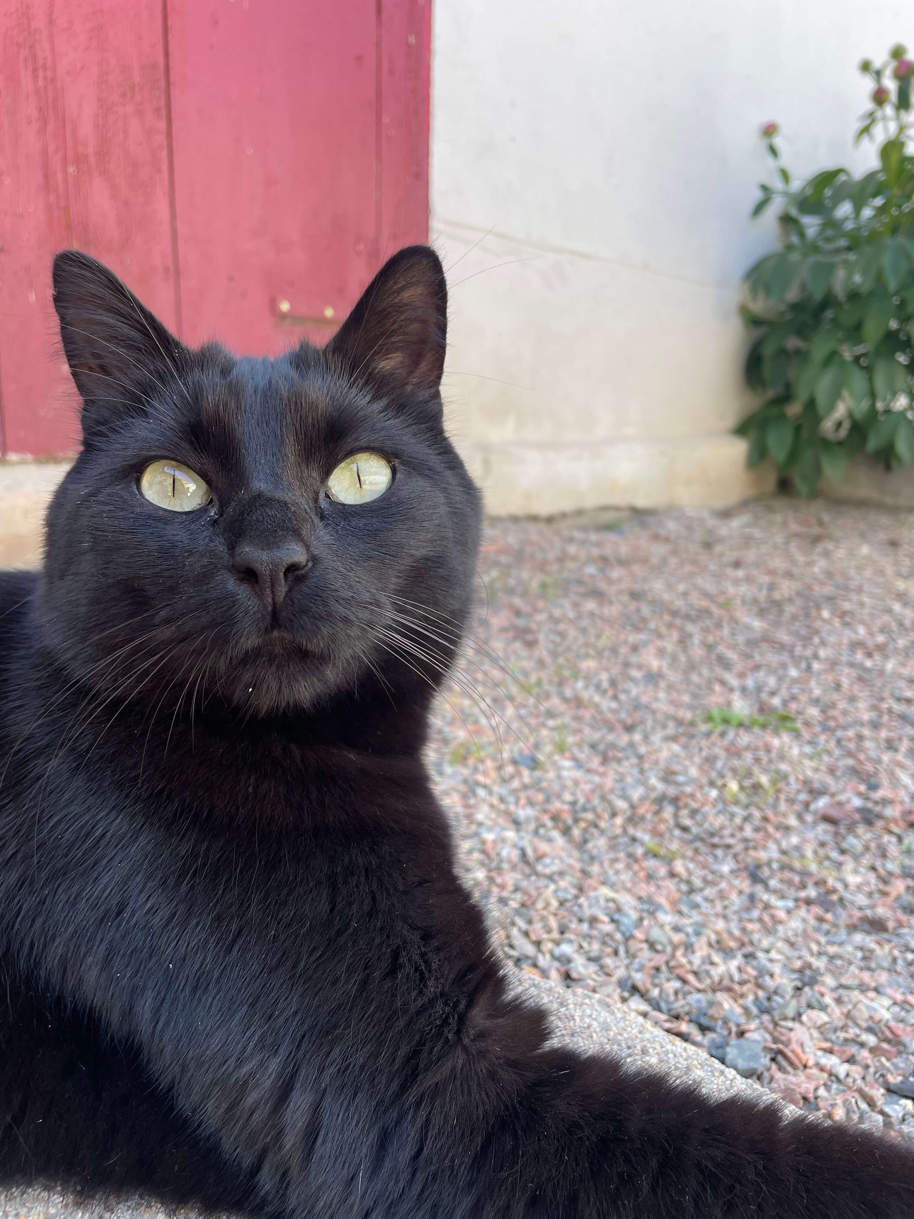 Chat perdu