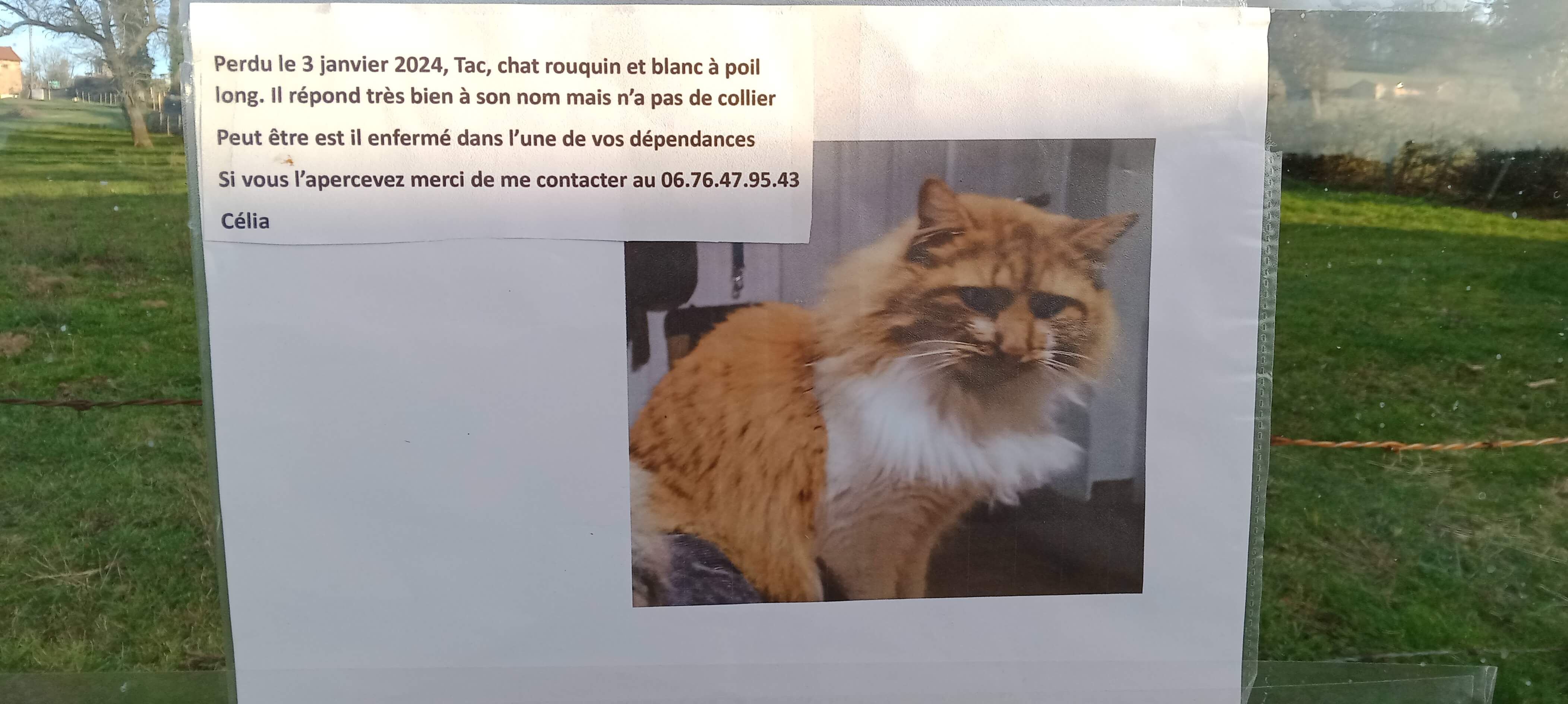 Chat perdu