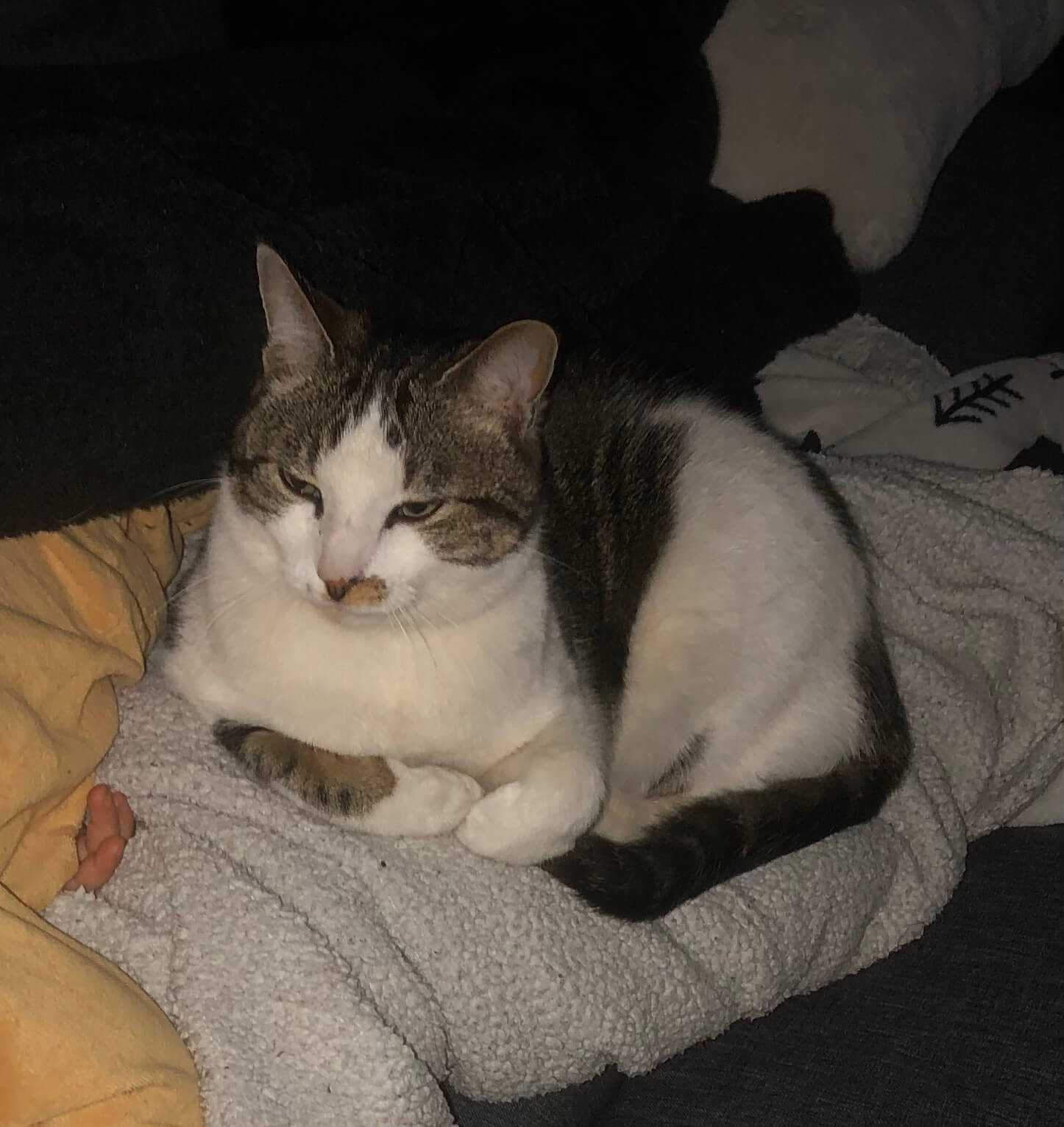 Chat perdu